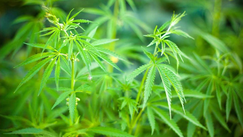 Cannabis