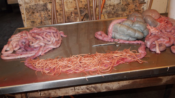 Orme i tarmen kan vise sig at blive kilde til ny type antibiotika