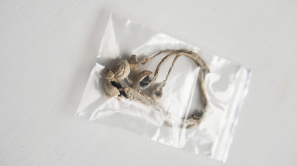 Psilocybin Svampe