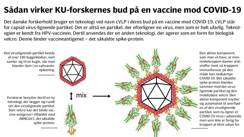 Sådan virker dansk COVID-19-vaccine